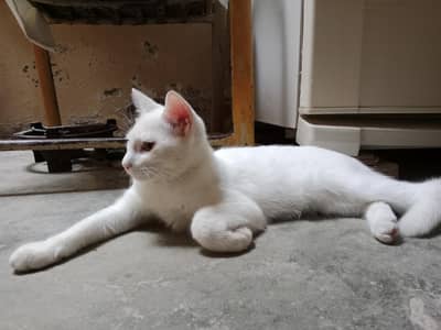 Cats for adoption