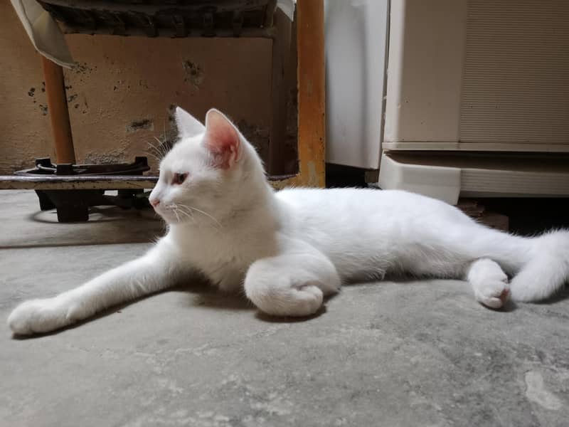 Cats for adoption 1