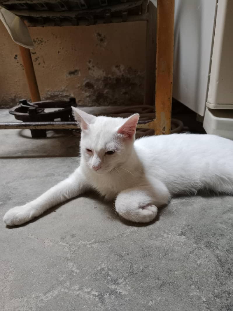 Cats for adoption 2