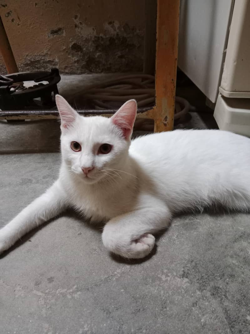 Cats for adoption 3
