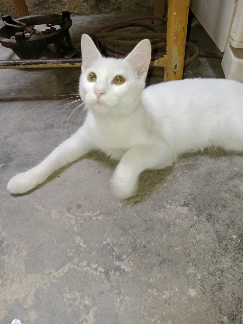 Cats for adoption 4