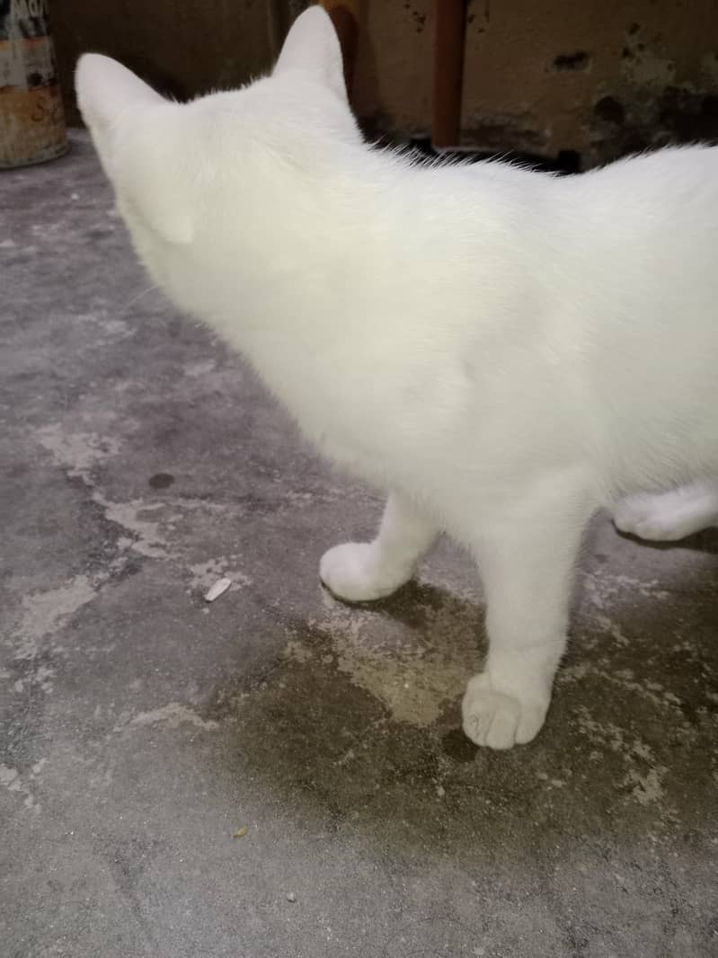 Cats for adoption 5