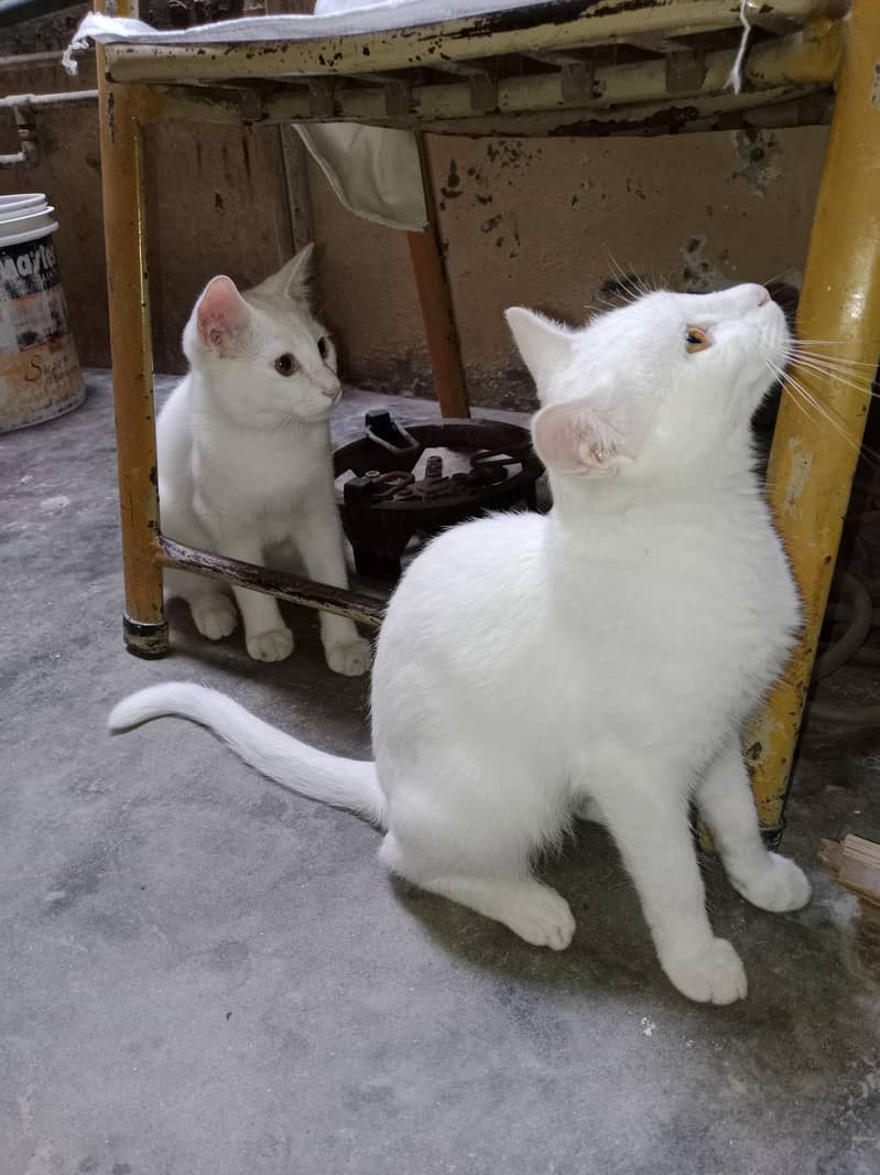Cats for adoption 6