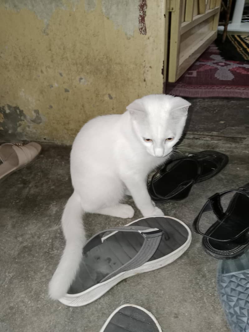 Cats for adoption 7