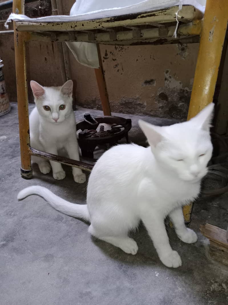 Cats for adoption 8