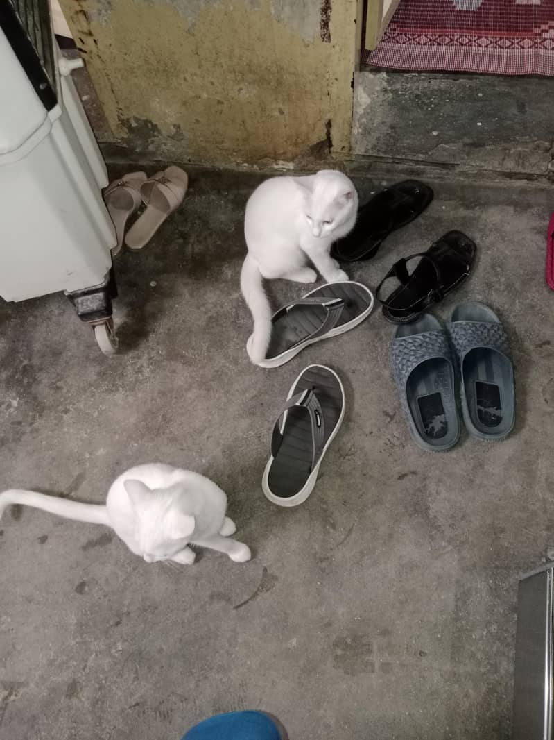 Cats for adoption 9