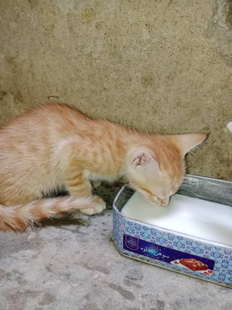 Cats for adoption 10