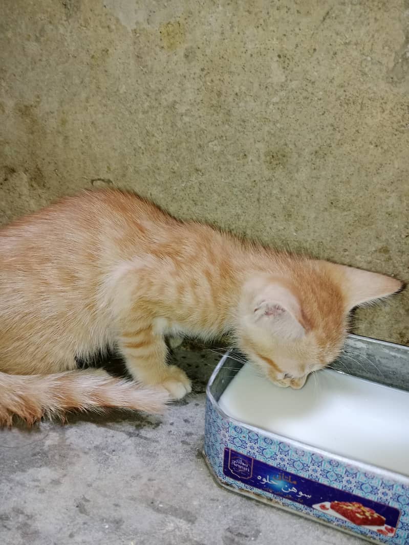 Cats for adoption 11