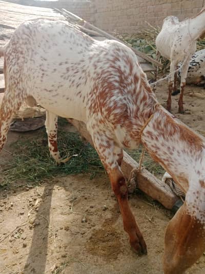 makkhi jina bakra Ghar ki parade for sale WhatsApp number 03440797793