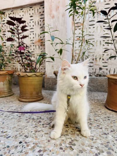 Persian Female Cat with 2 Kittens | Odd-Eyed Mother | Male & Female