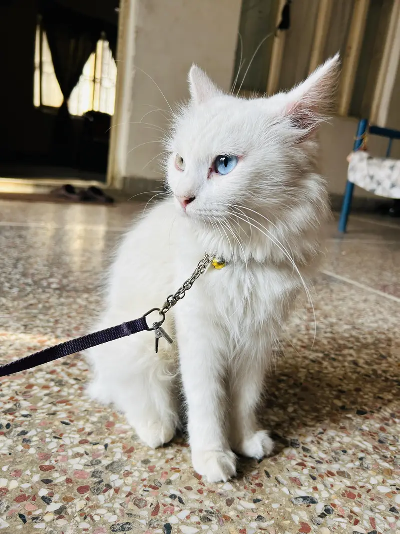 Persian Female Cat with 2 Kittens | Odd-Eyed Mother | Male & Female — photo 2