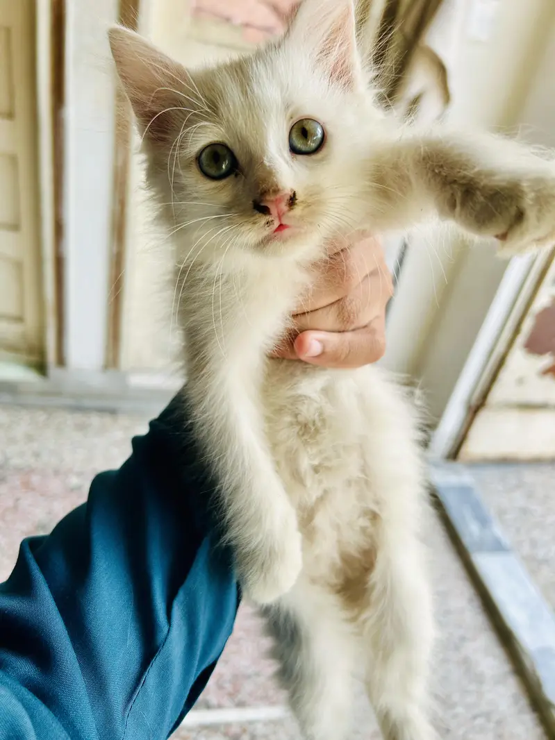 Persian Female Cat with 2 Kittens | Odd-Eyed Mother | Male & Female — photo 4