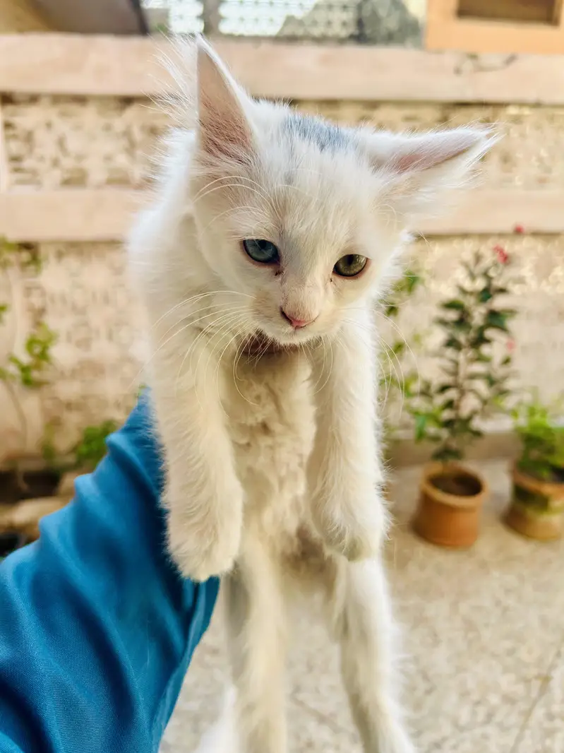 Persian Female Cat with 2 Kittens | Odd-Eyed Mother | Male & Female — photo 5