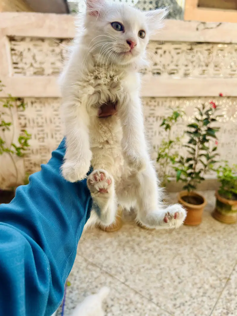 Persian Female Cat with 2 Kittens | Odd-Eyed Mother | Male & Female — photo 6