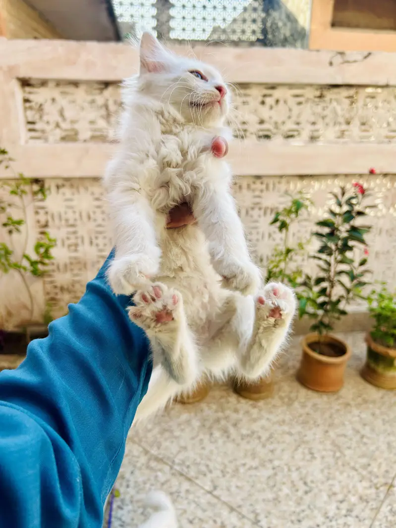 Persian Female Cat with 2 Kittens | Odd-Eyed Mother | Male & Female — photo 7