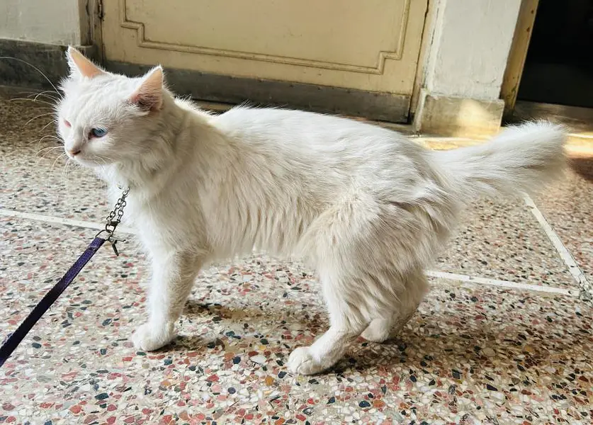 Persian Female Cat with 2 Kittens | Odd-Eyed Mother | Male & Female — photo 10