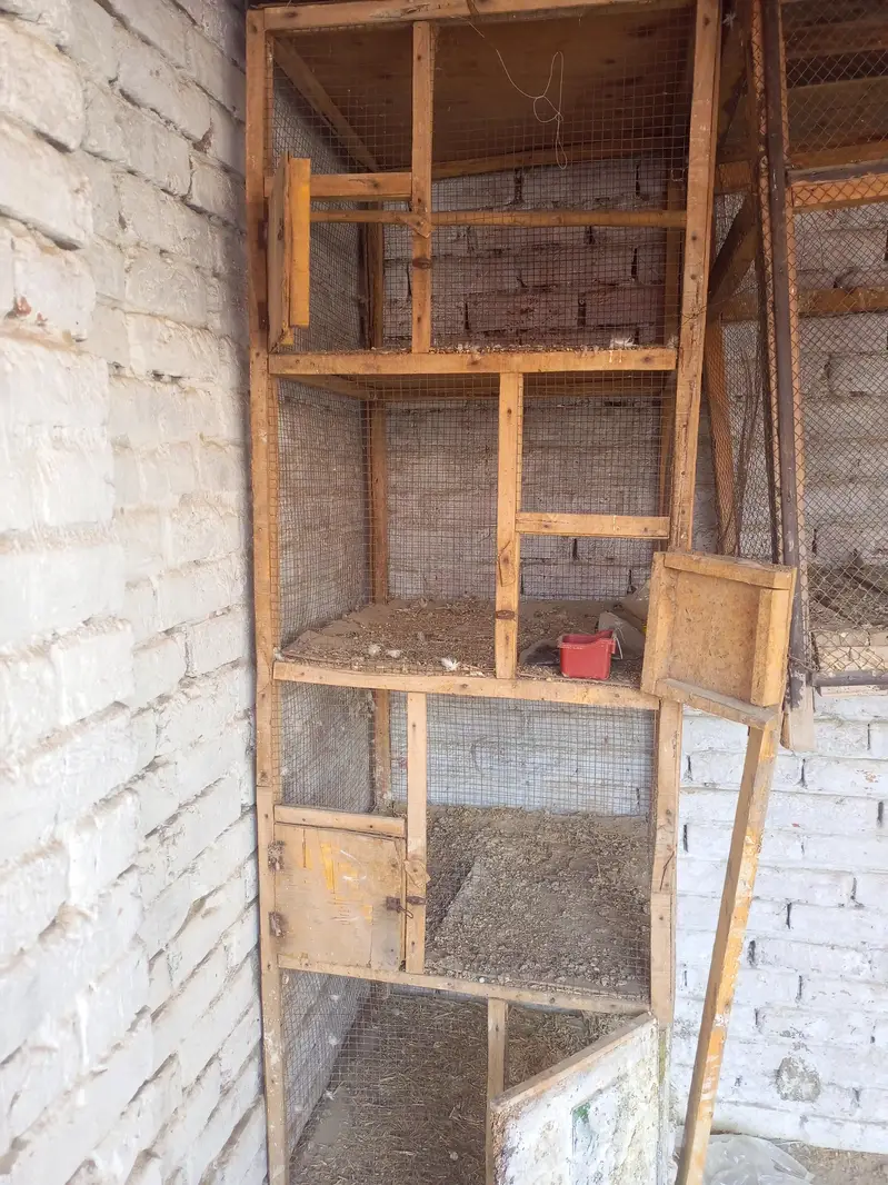 cage frame and plastic cage carrier for cat — photo 2
