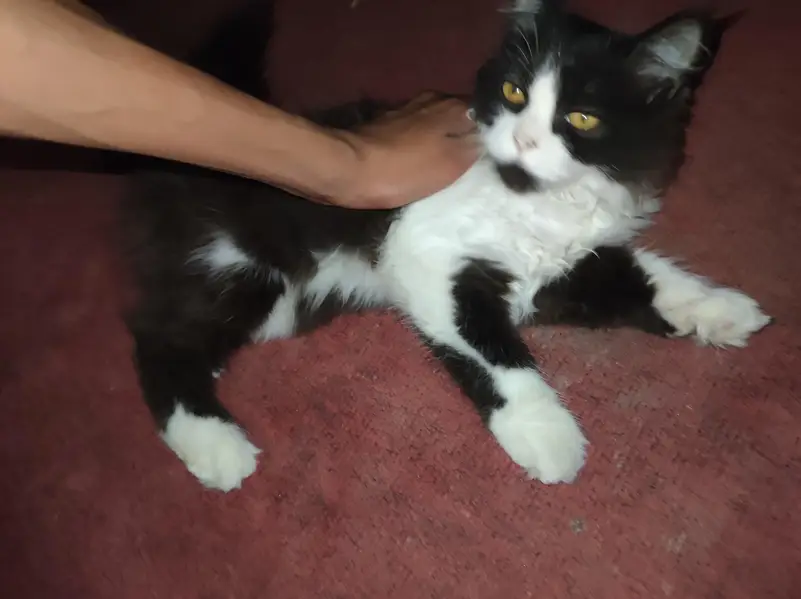 Person Cat, well meners — photo 2
