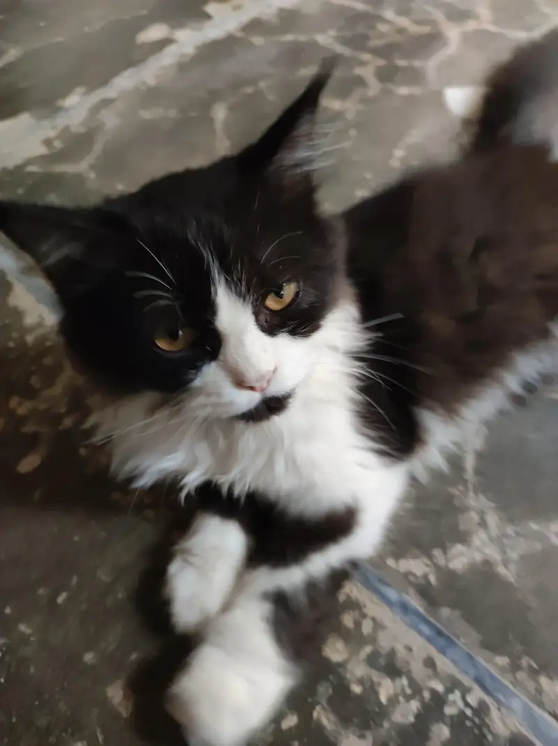 Person Cat, well meners — photo 3