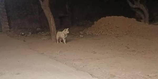 Russian dog for sale