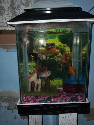 colourful fish