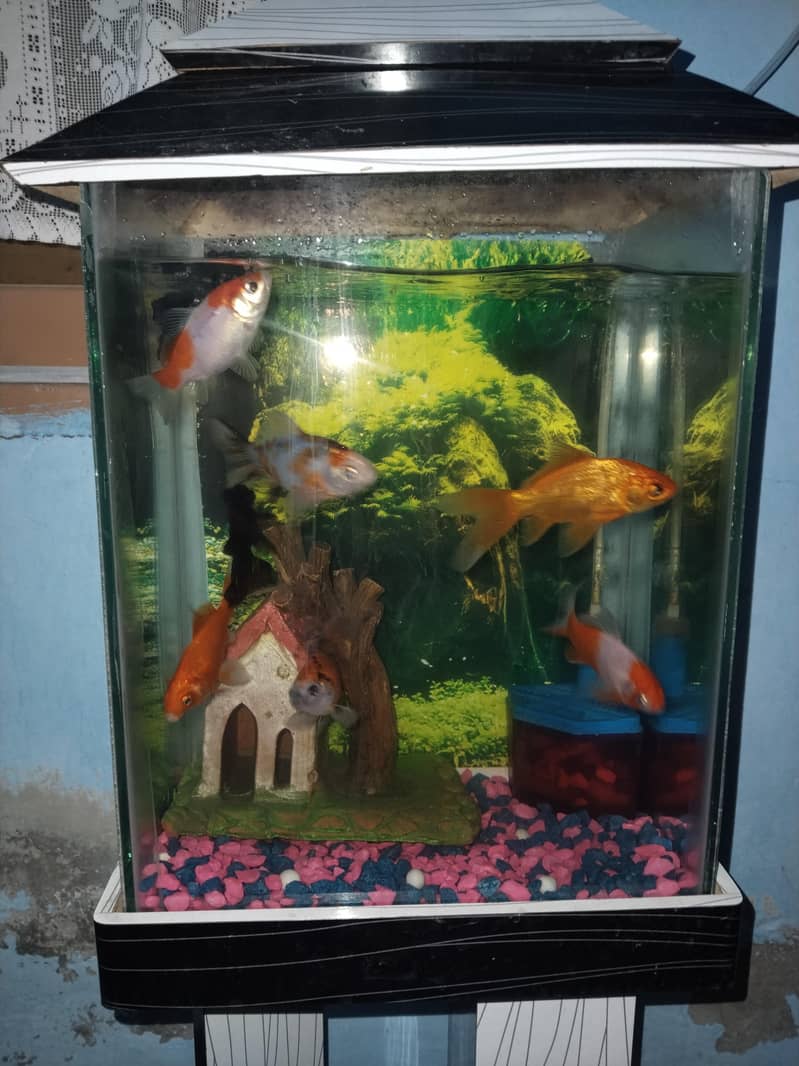 colourful fish 1