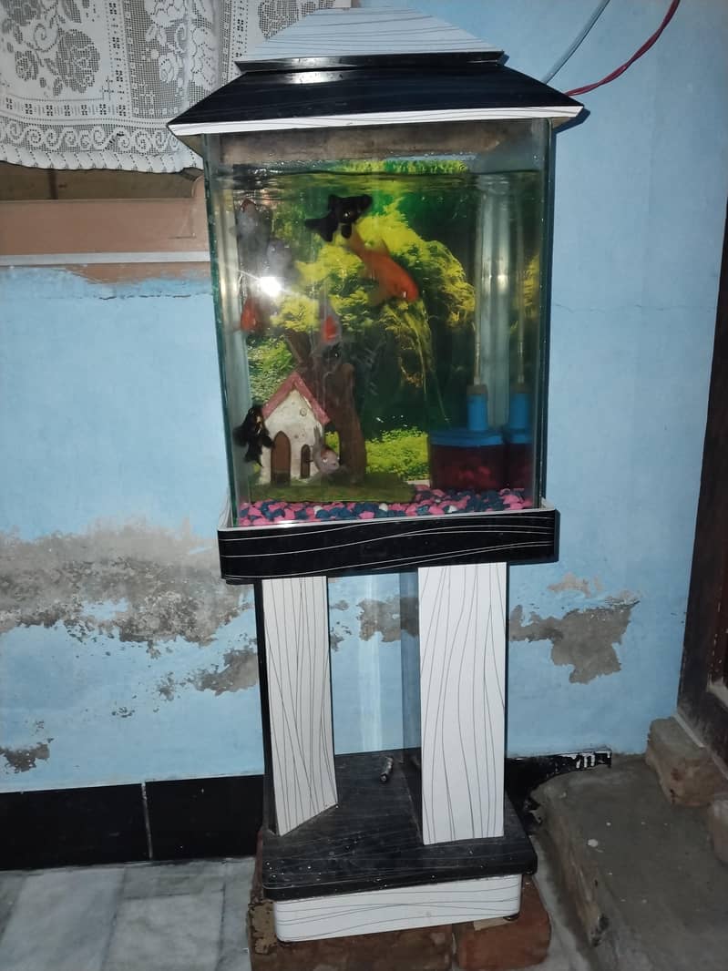 colourful fish 2