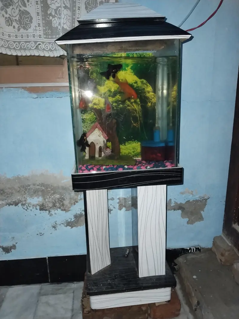 colourful fish — photo 3