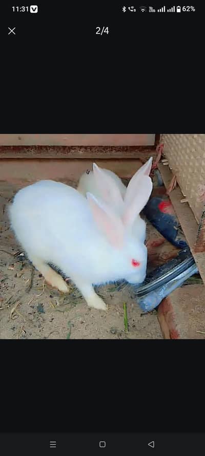 6 red eye rabbit for sale and exchange