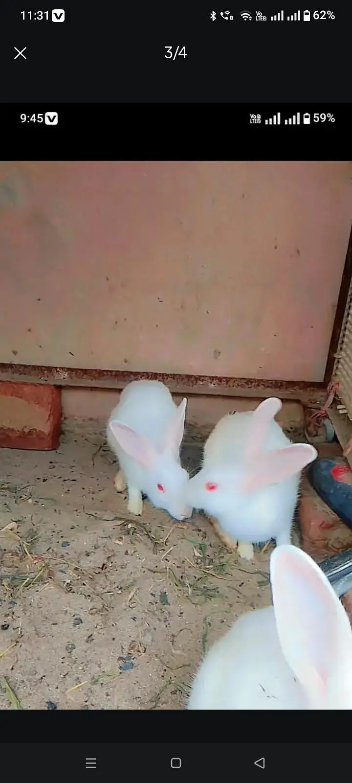 6 red eye rabbit for sale and exchange — photo 2