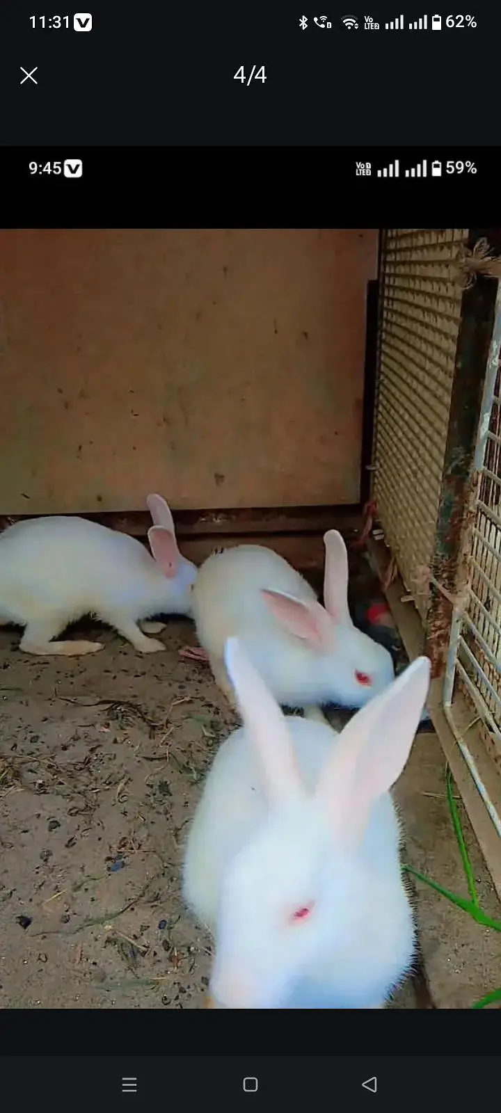6 red eye rabbit for sale and exchange — photo 4