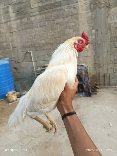 Heera aseel