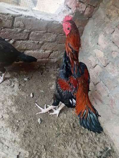 Aseel murga murgi pair for sale
