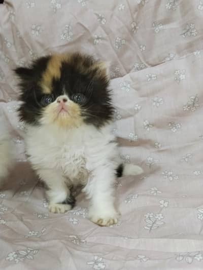 kitten