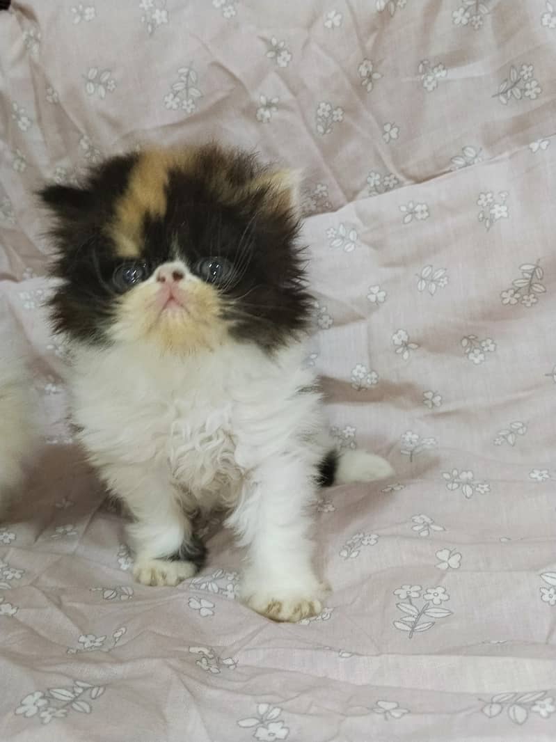 kitten 0
