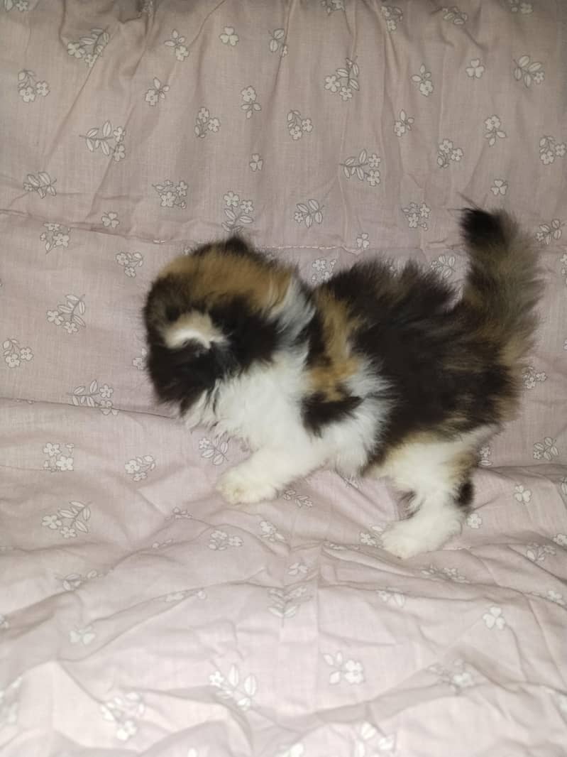 kitten 1