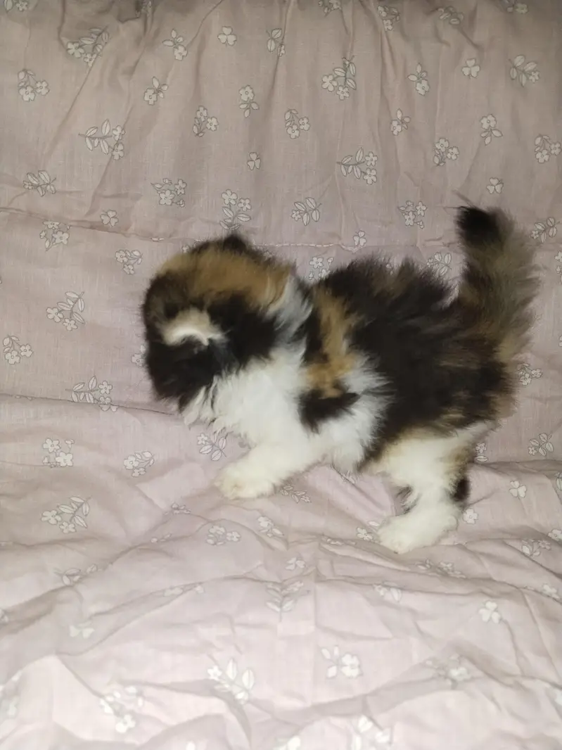 kitten — photo 2