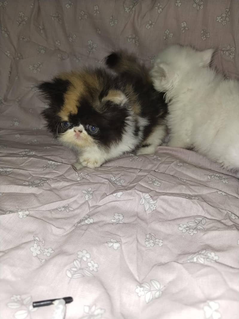 kitten 2