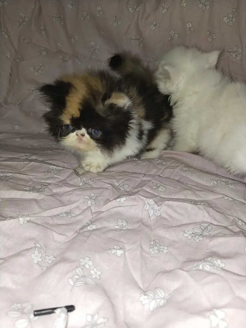 kitten — photo 3