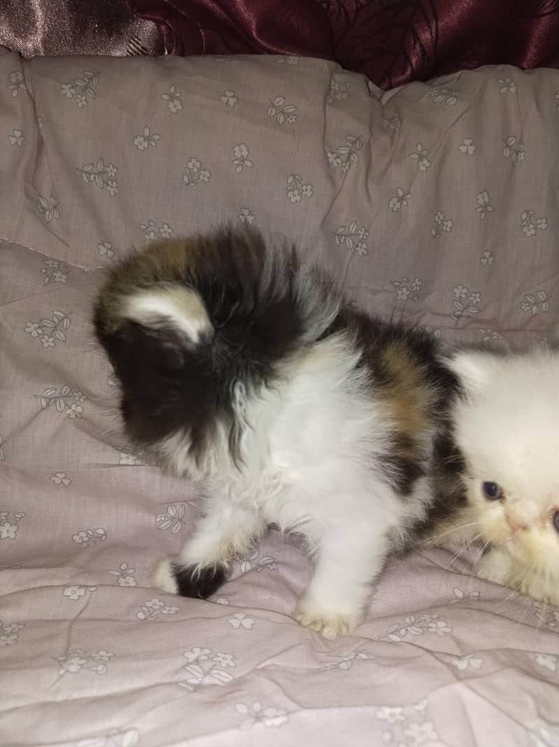 kitten 3