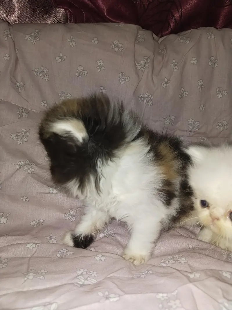 kitten — photo 4