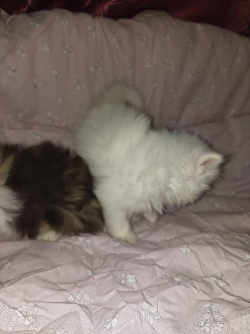kitten 4