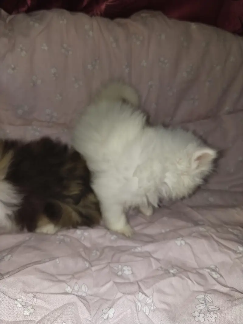 kitten — photo 5