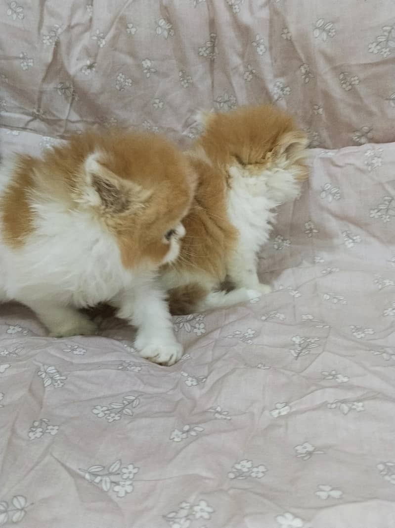 kitten 5