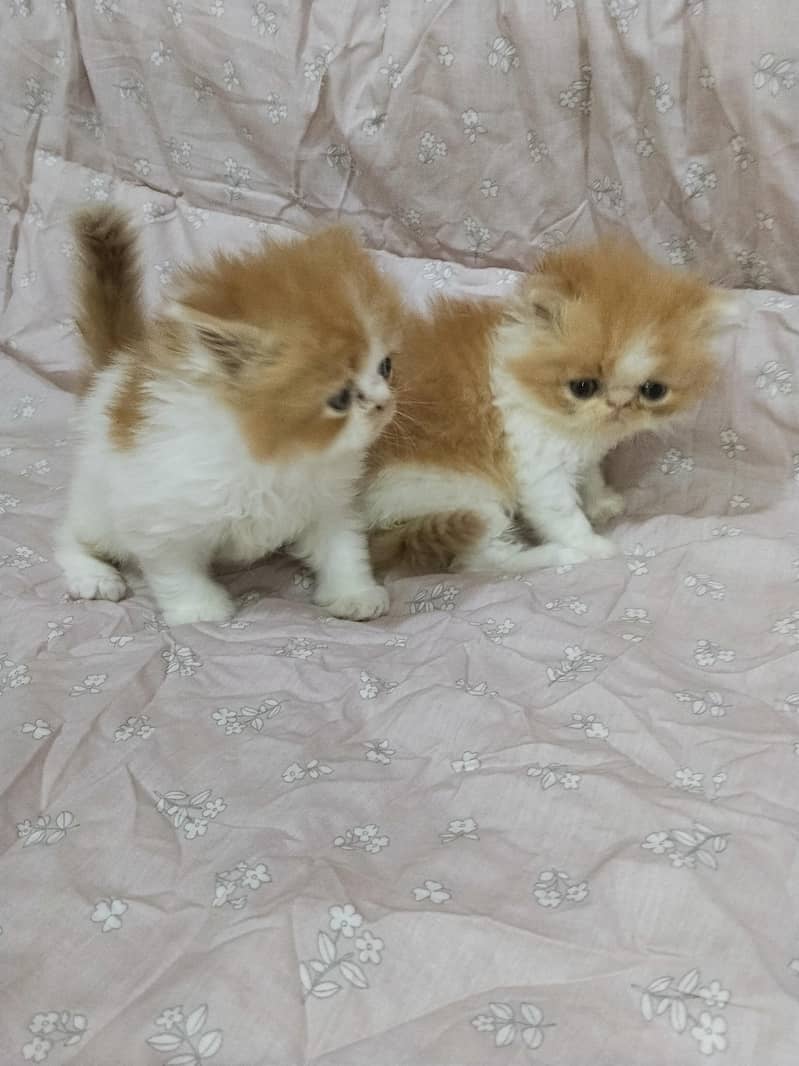 kitten 6