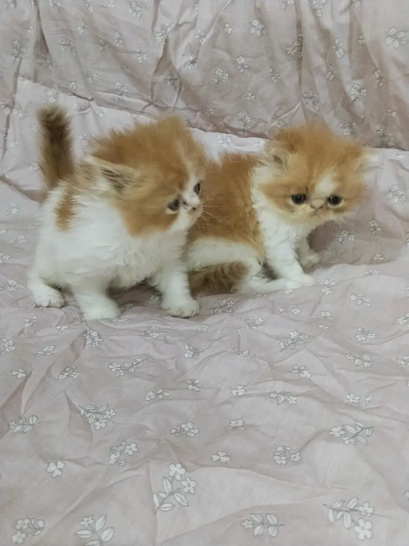 kitten — photo 7