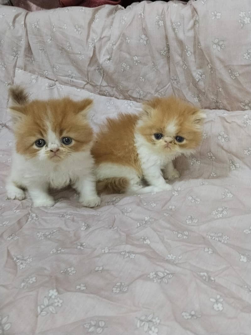 kitten 7
