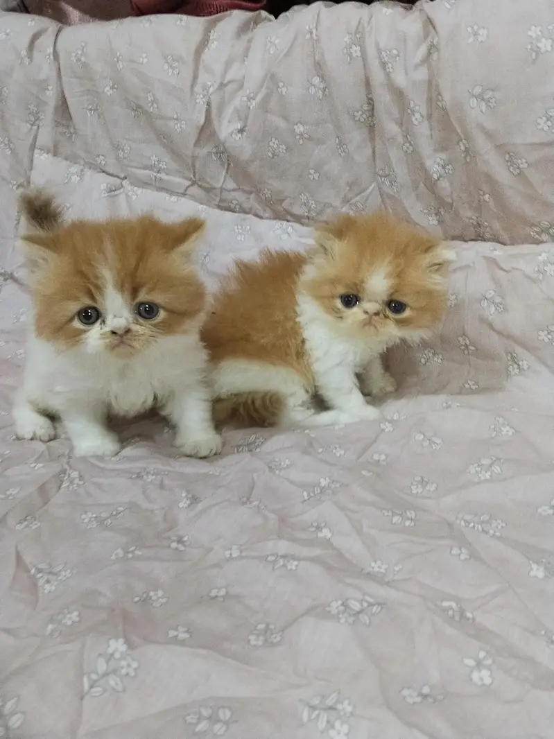 kitten — photo 8