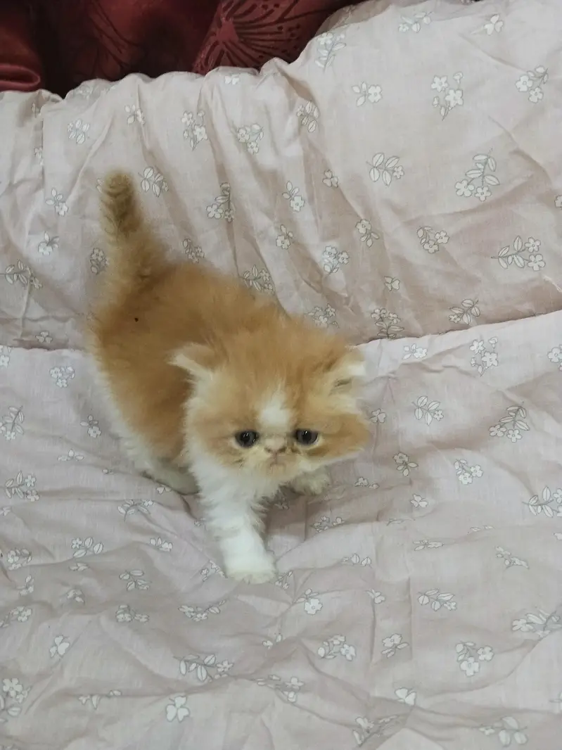 kitten — photo 9
