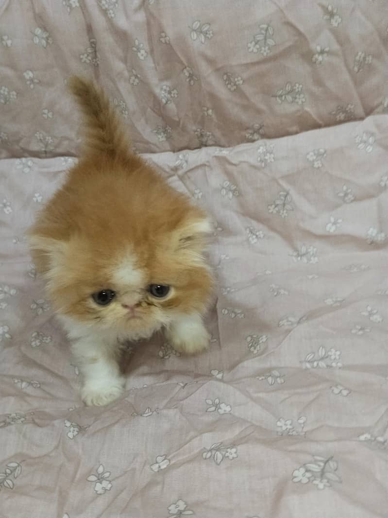 kitten 9
